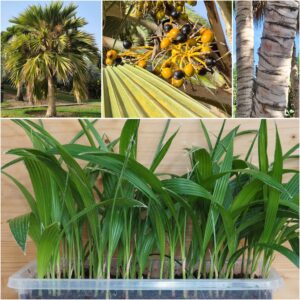 Pritchardia hillebrandii Hawaii Fan Palm Seedlings