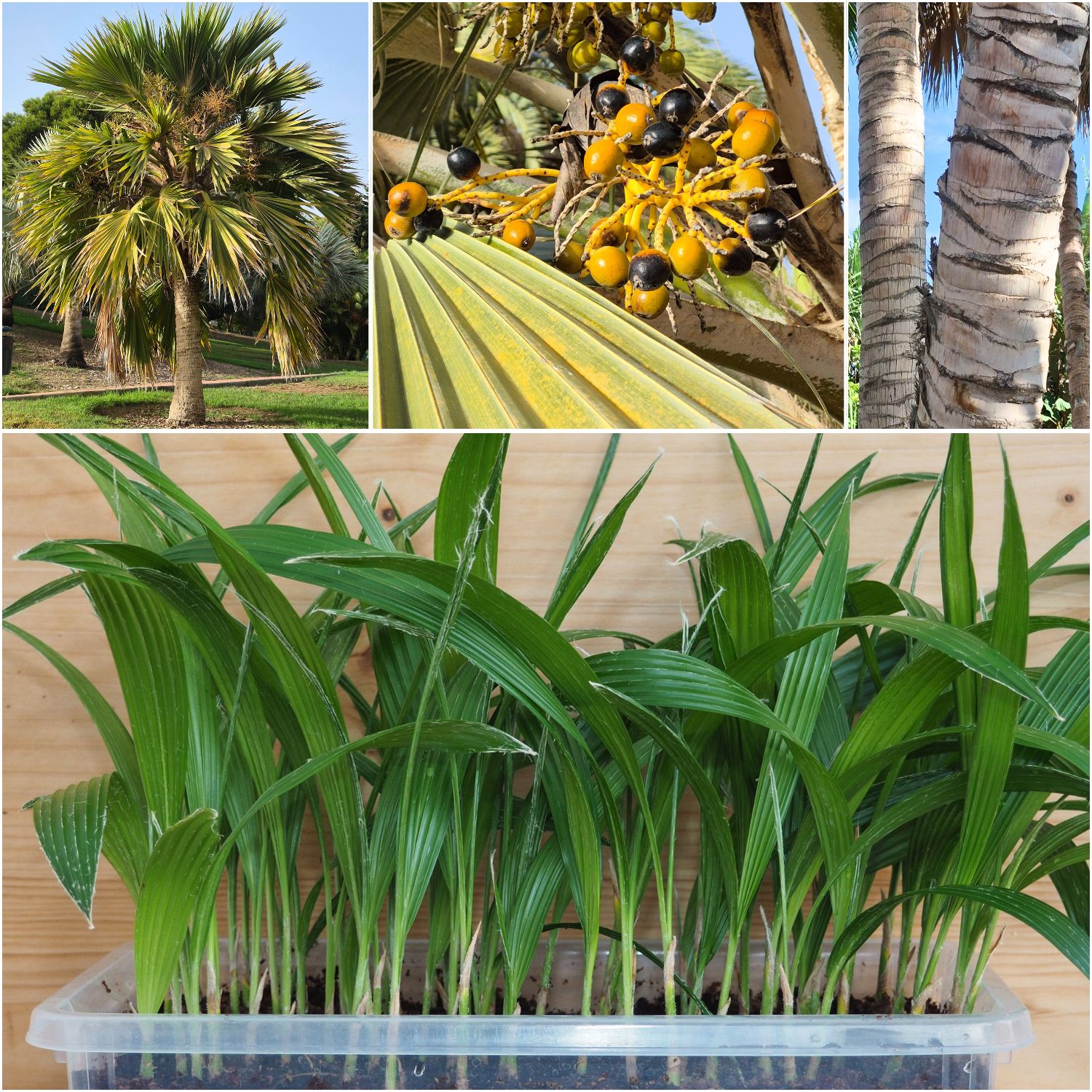 Pritchardia hillebrandii Hawaii Fan Palm Seedlings