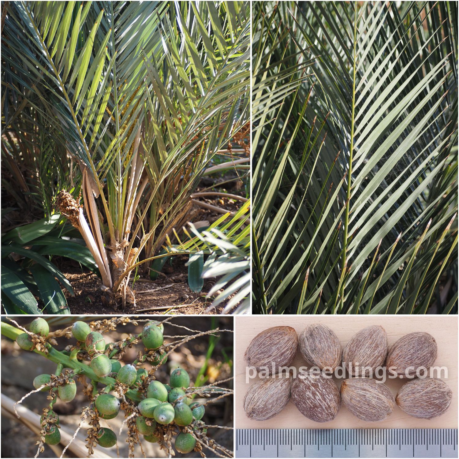 Syagrus campylospatha Yatay mi Palm Seeds