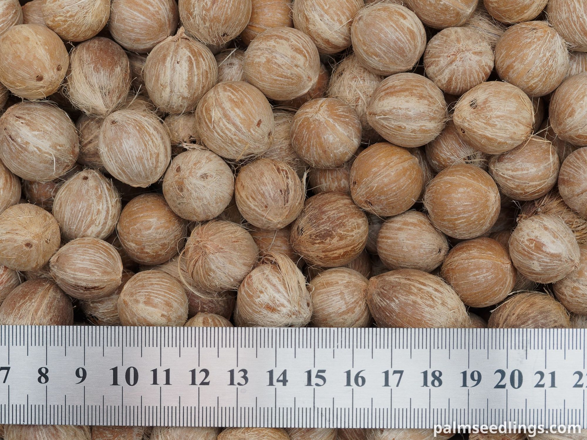 Syagrus schizophylla Arikury Palm Seeds