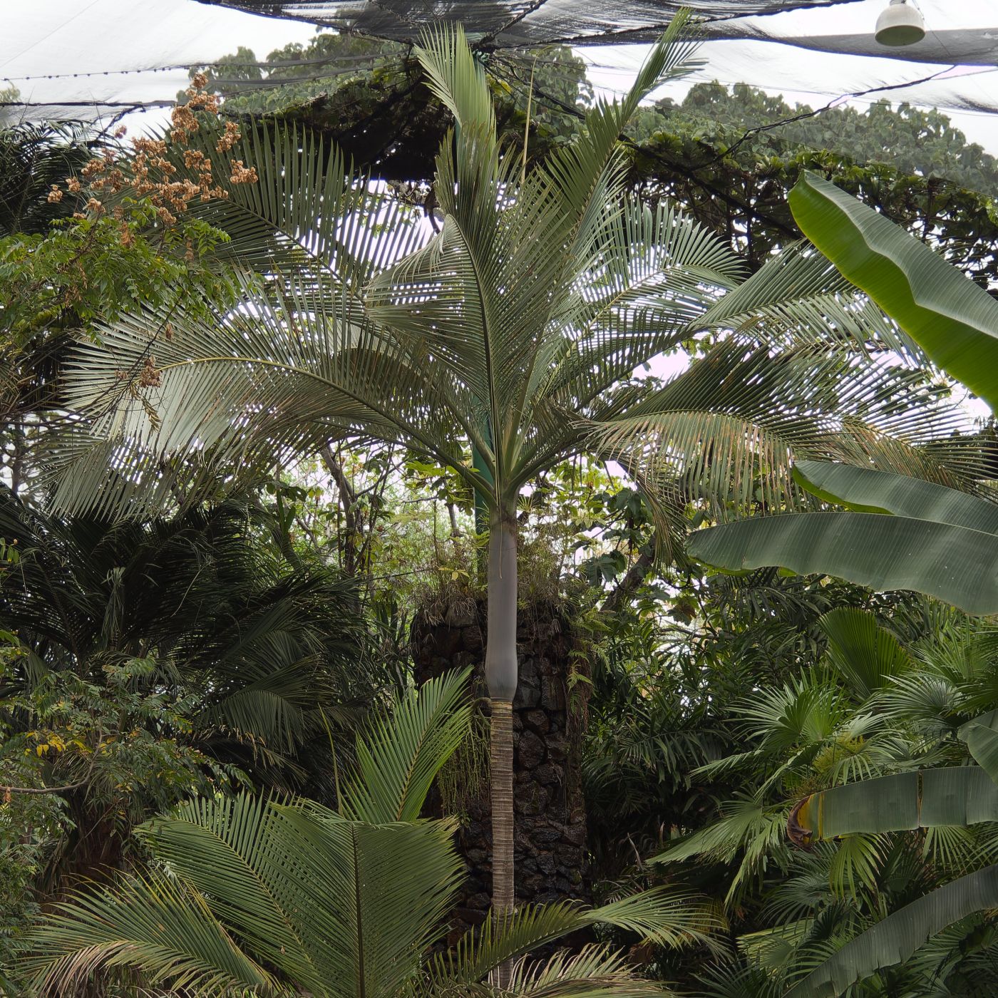Archontophoenix purpurea