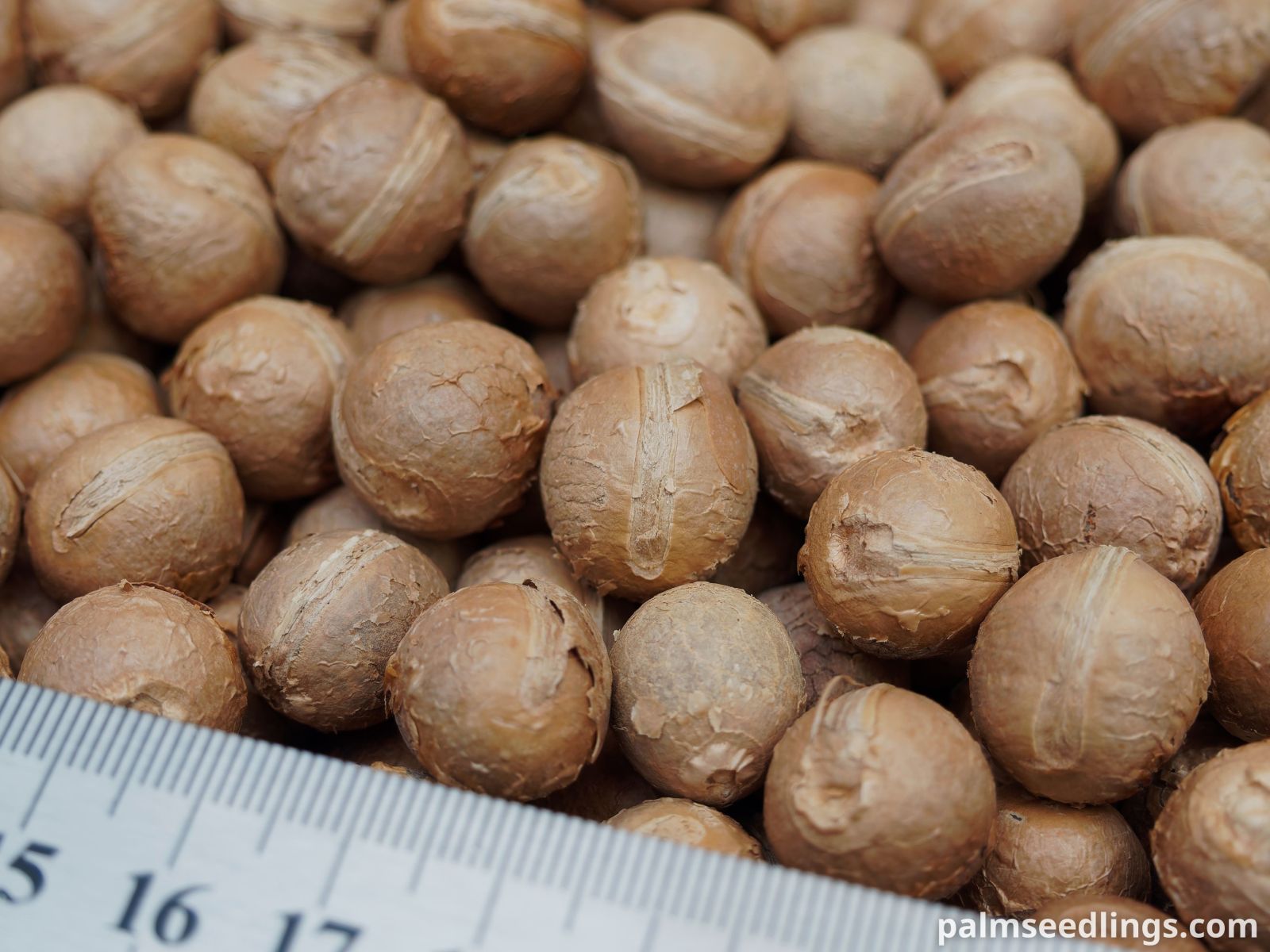 Archontophoenix purpurea Mount Lewis King Palm Seeds