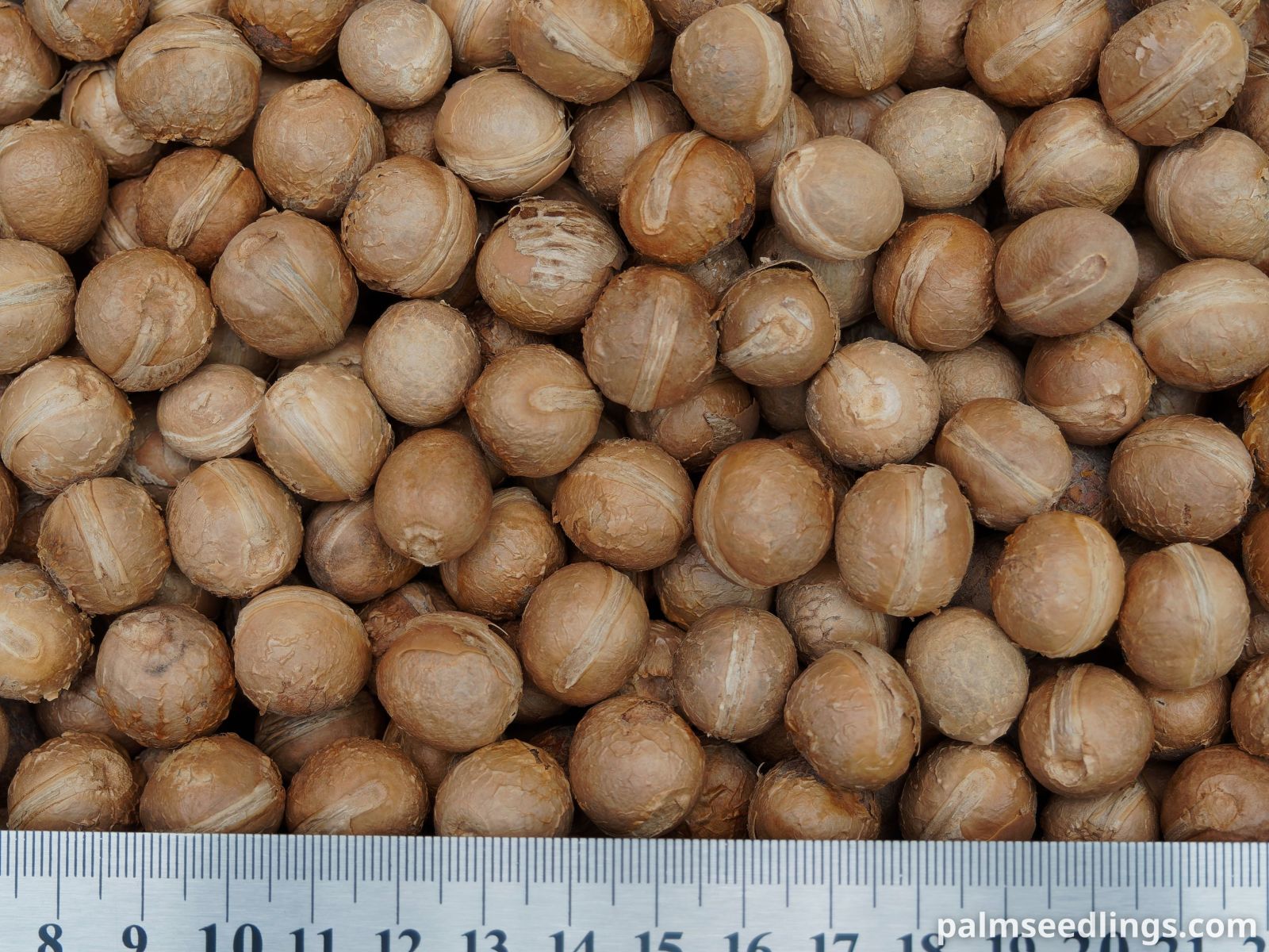Archontophoenix purpurea Palm Seeds