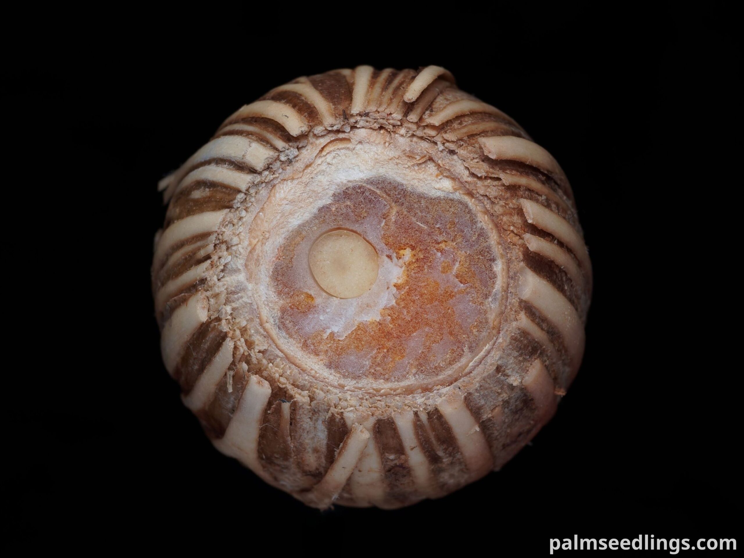 Archontophoenix purpurea cross section cut embryo