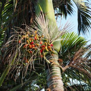 Carpoxylon macrospermum