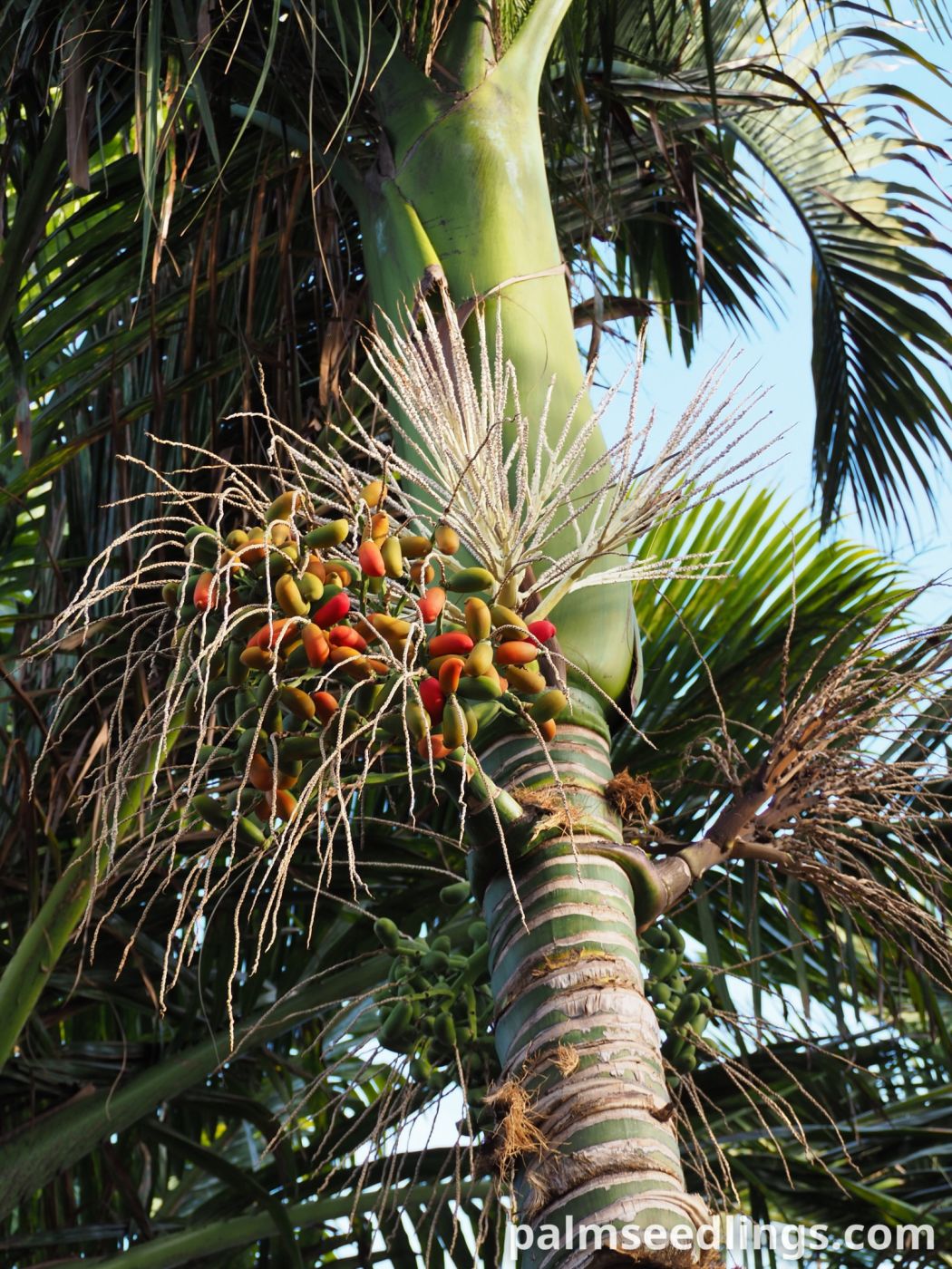Carpoxylon macrospermum