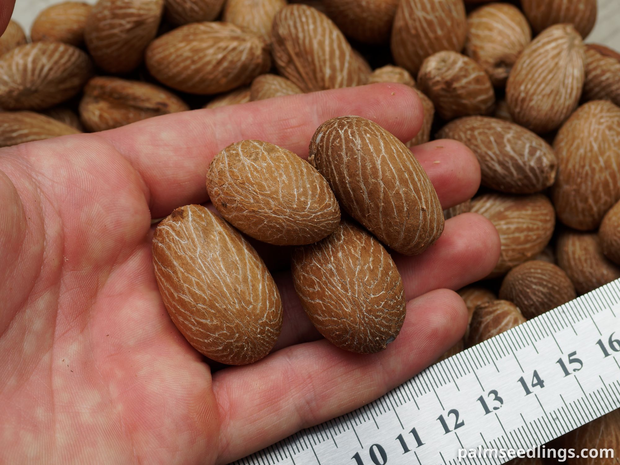 Carpoxylon macrospermum Aneityum Palm Seeds