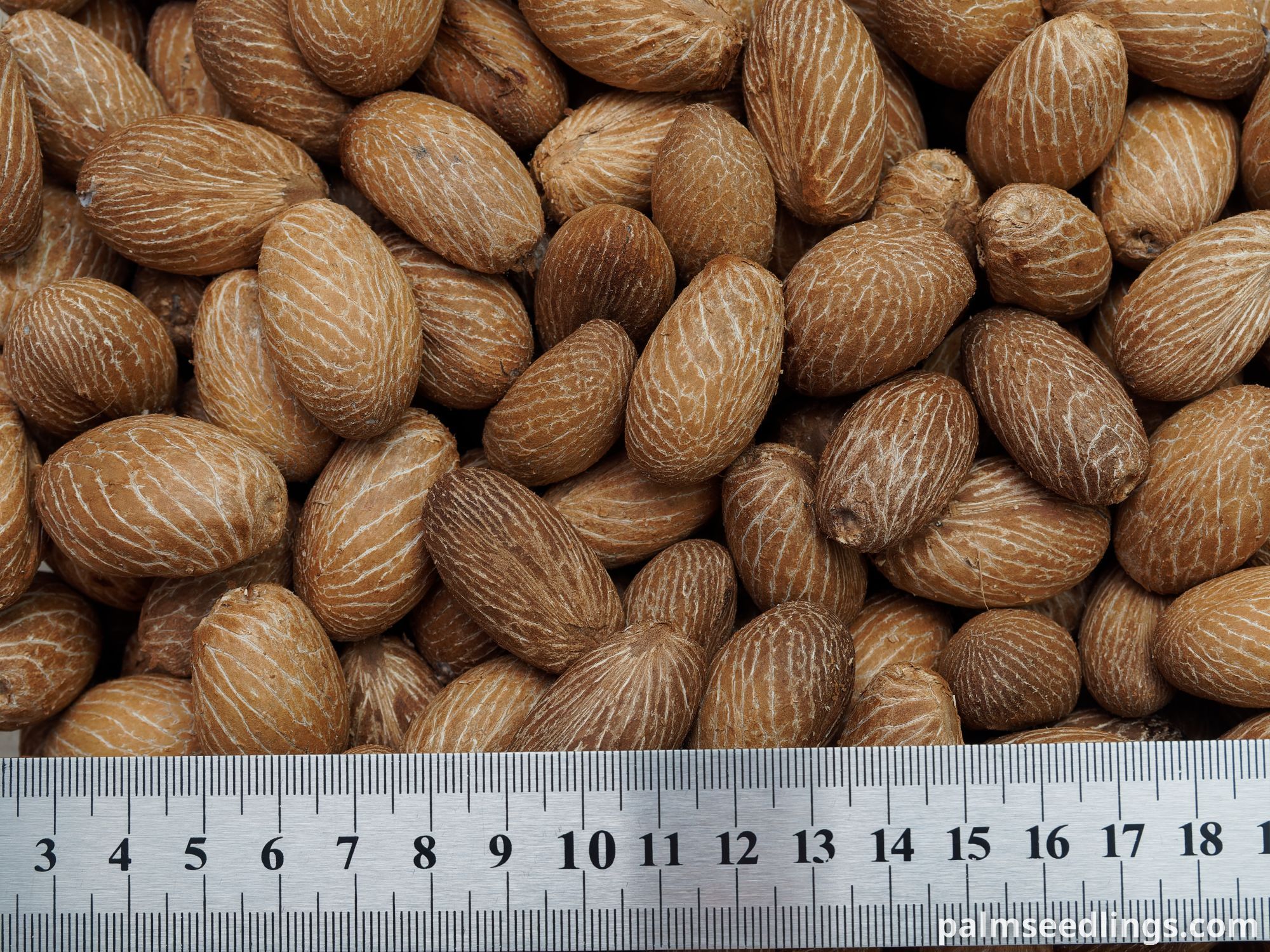 Carpoxylon macrospermum Aneityum Palm Seeds