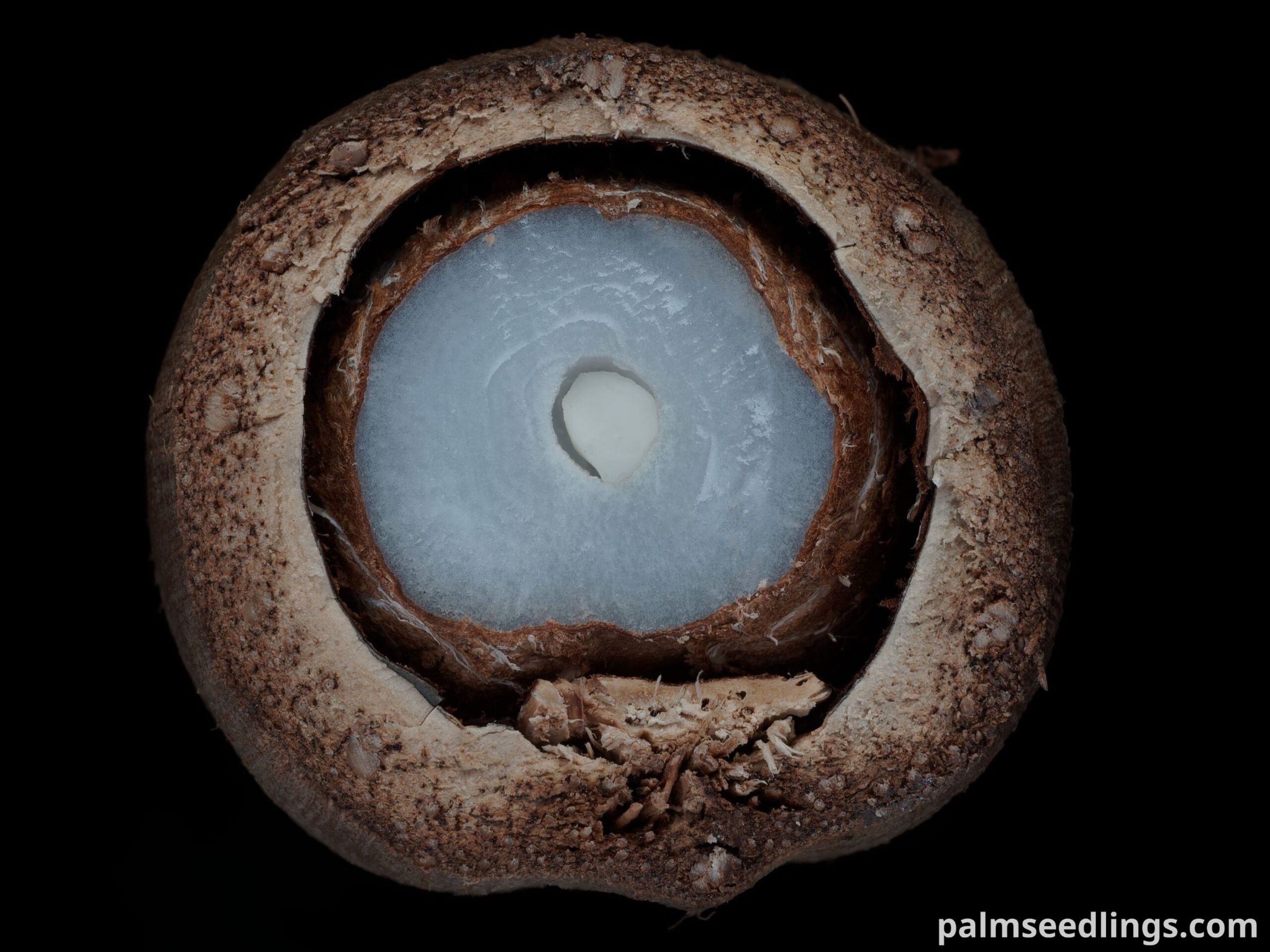 Carpoxylon macrospermum cross section cut embryo