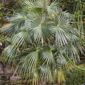 Coccothrinax litoralis
