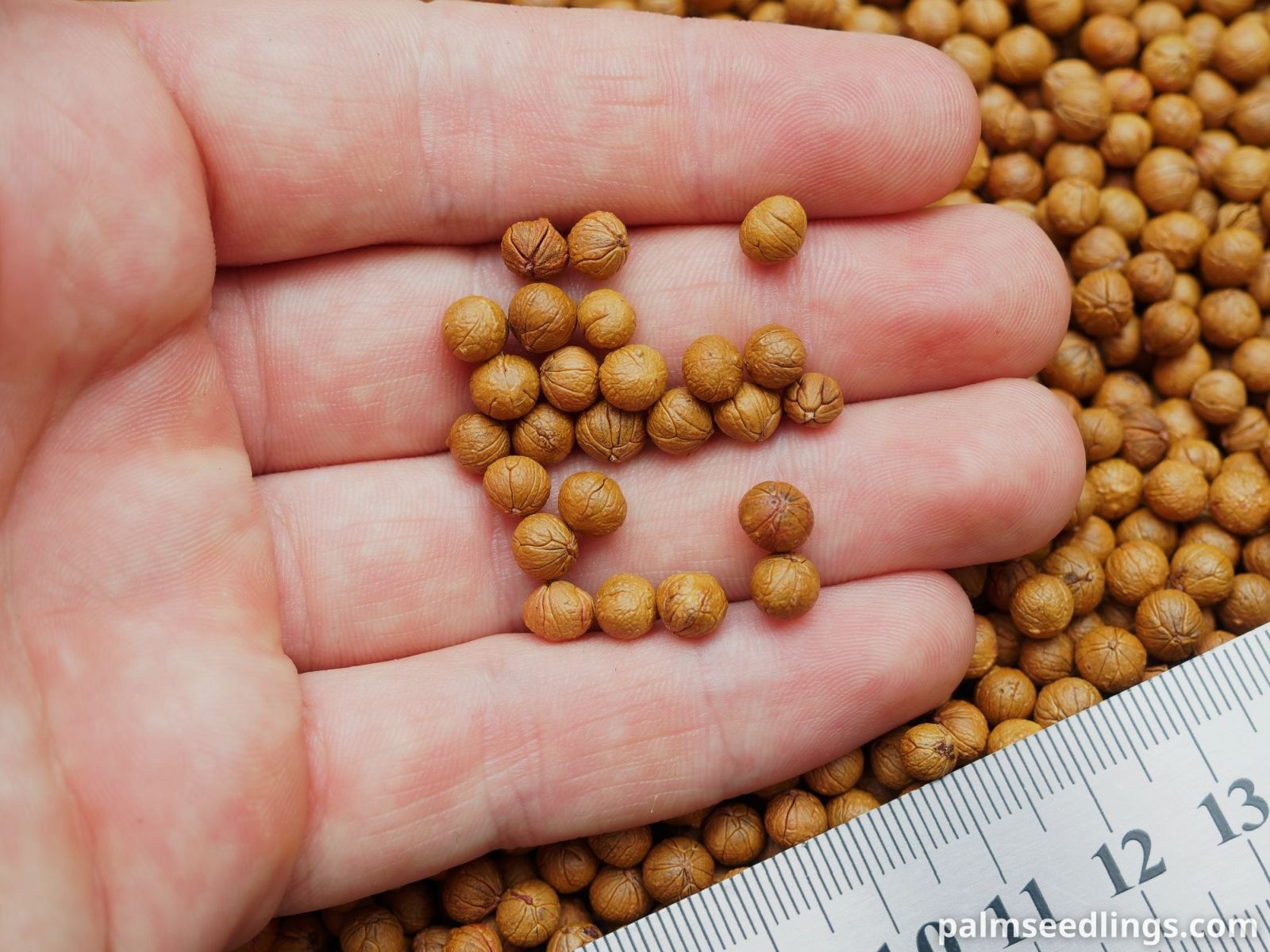 Coccothrinax litoralis Litoral Silver Palm Seeds