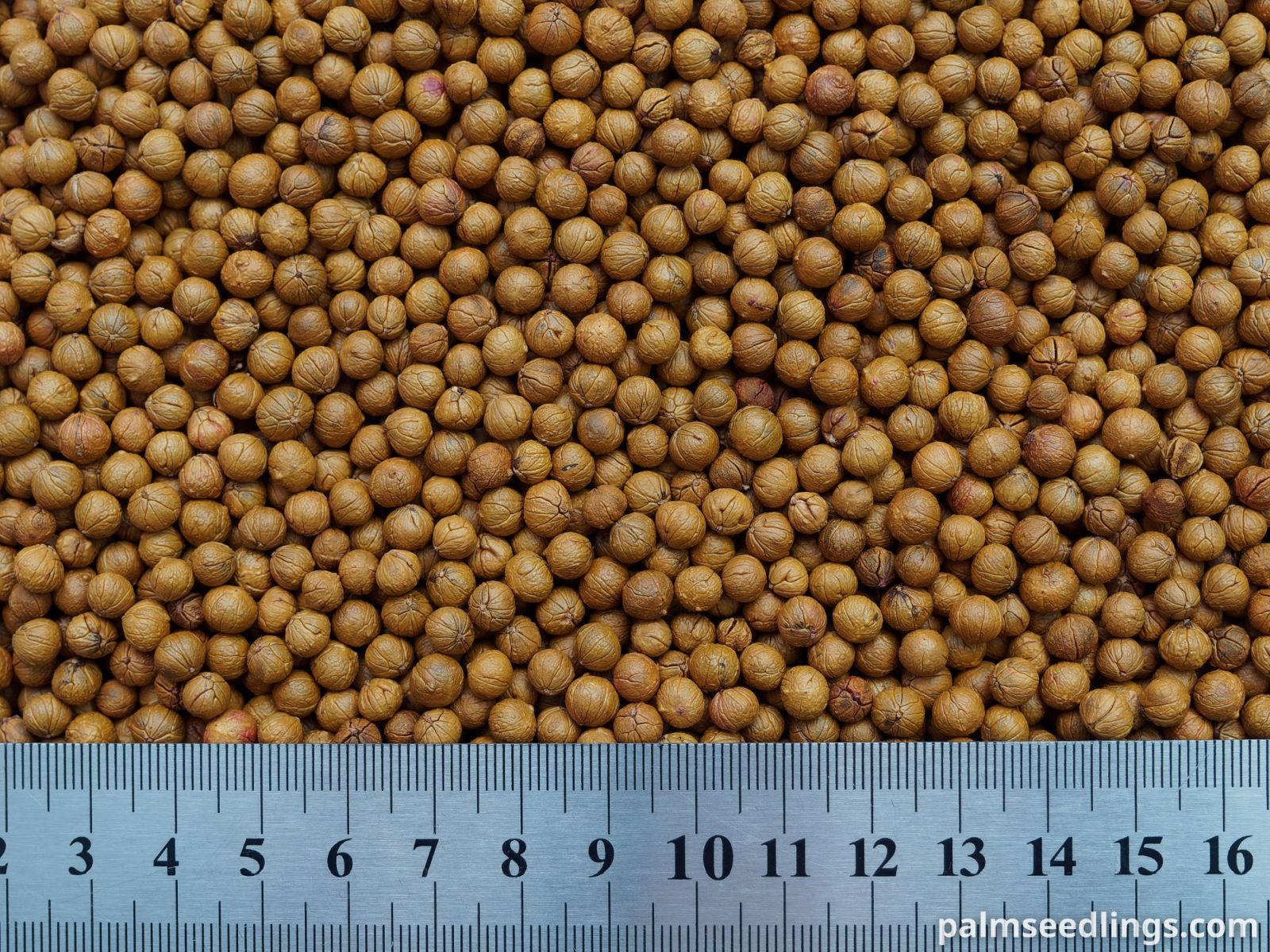 Coccothrinax litoralis Seeds
