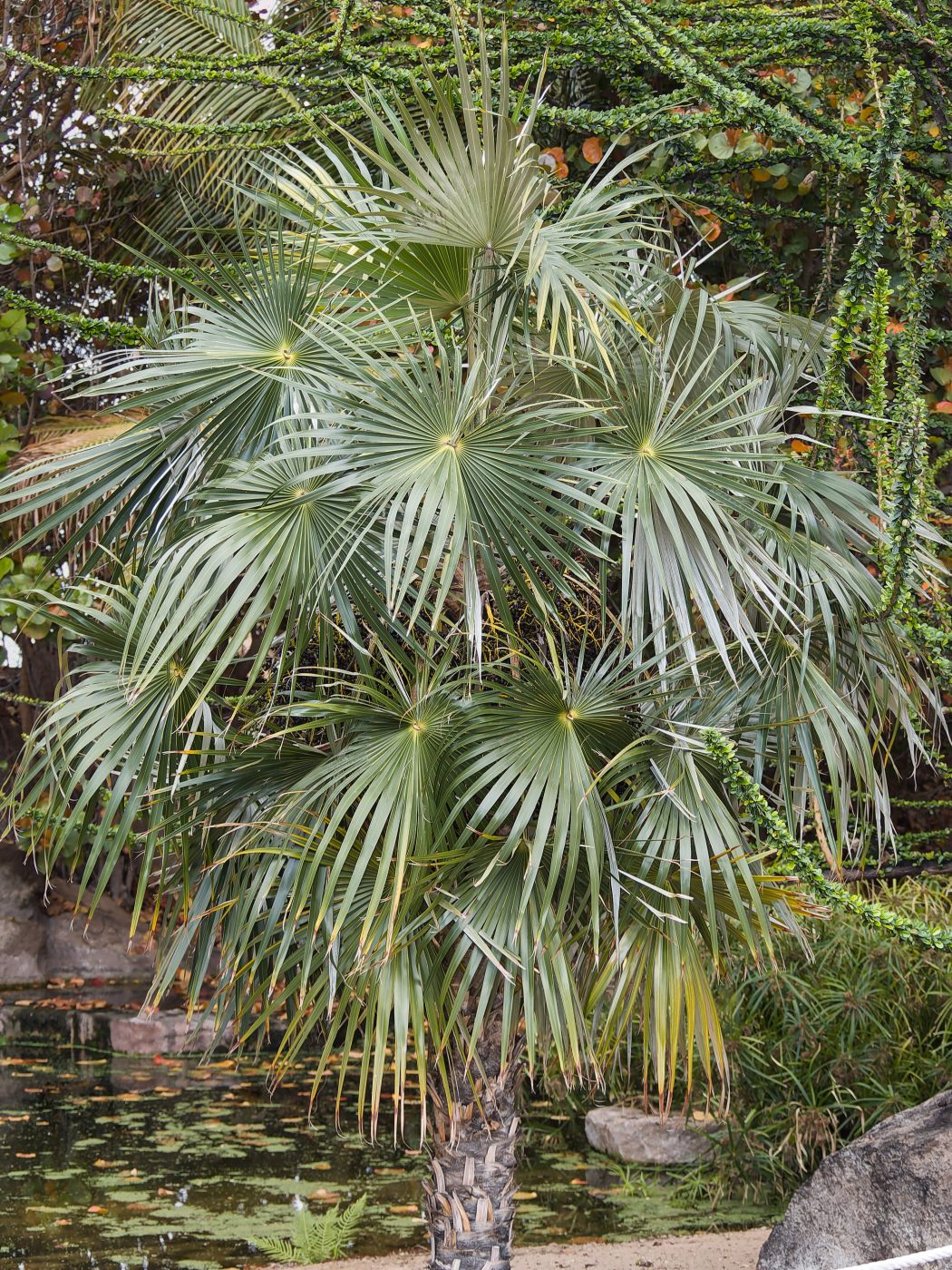 Coccothrinax litoralis