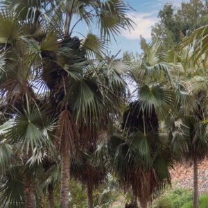 Coccothrinax proctorii