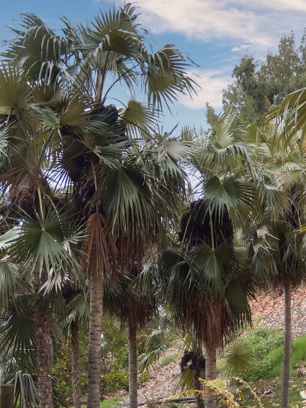 Coccothrinax proctorii
