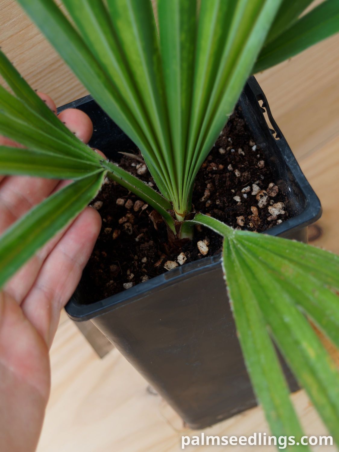 Copernicia-gigas-Giant-Yarey-Palm-2.jpg