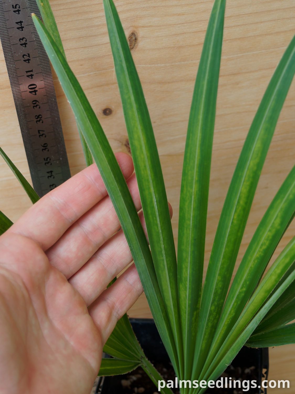 Copernicia-gigas-Giant-Yarey-Palm-3.jpg