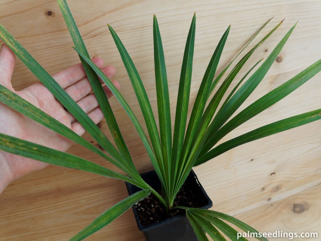 Copernicia-gigas-Giant-Yarey-Palm-5-1024