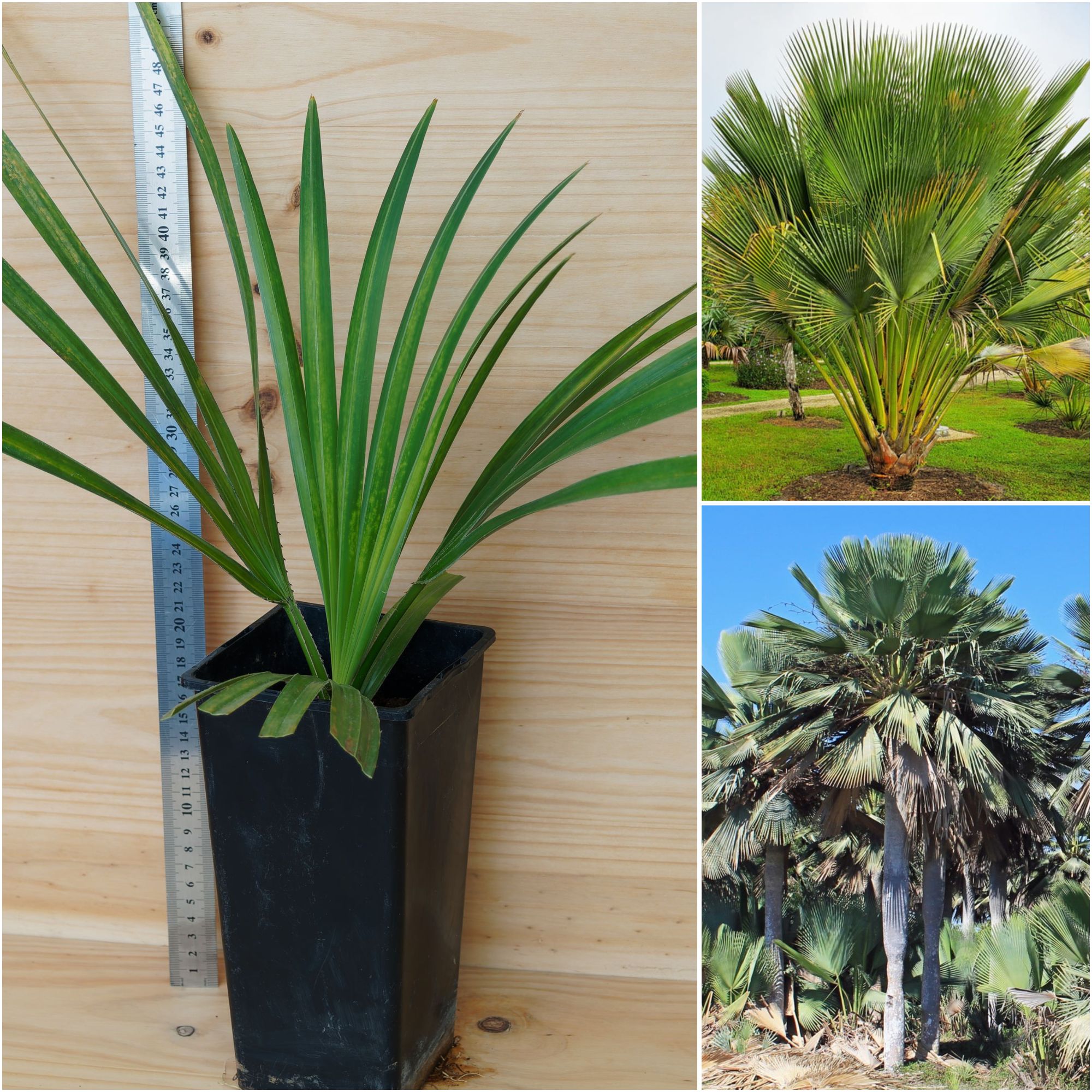 Copernicia gigas Giant Yarey Palm