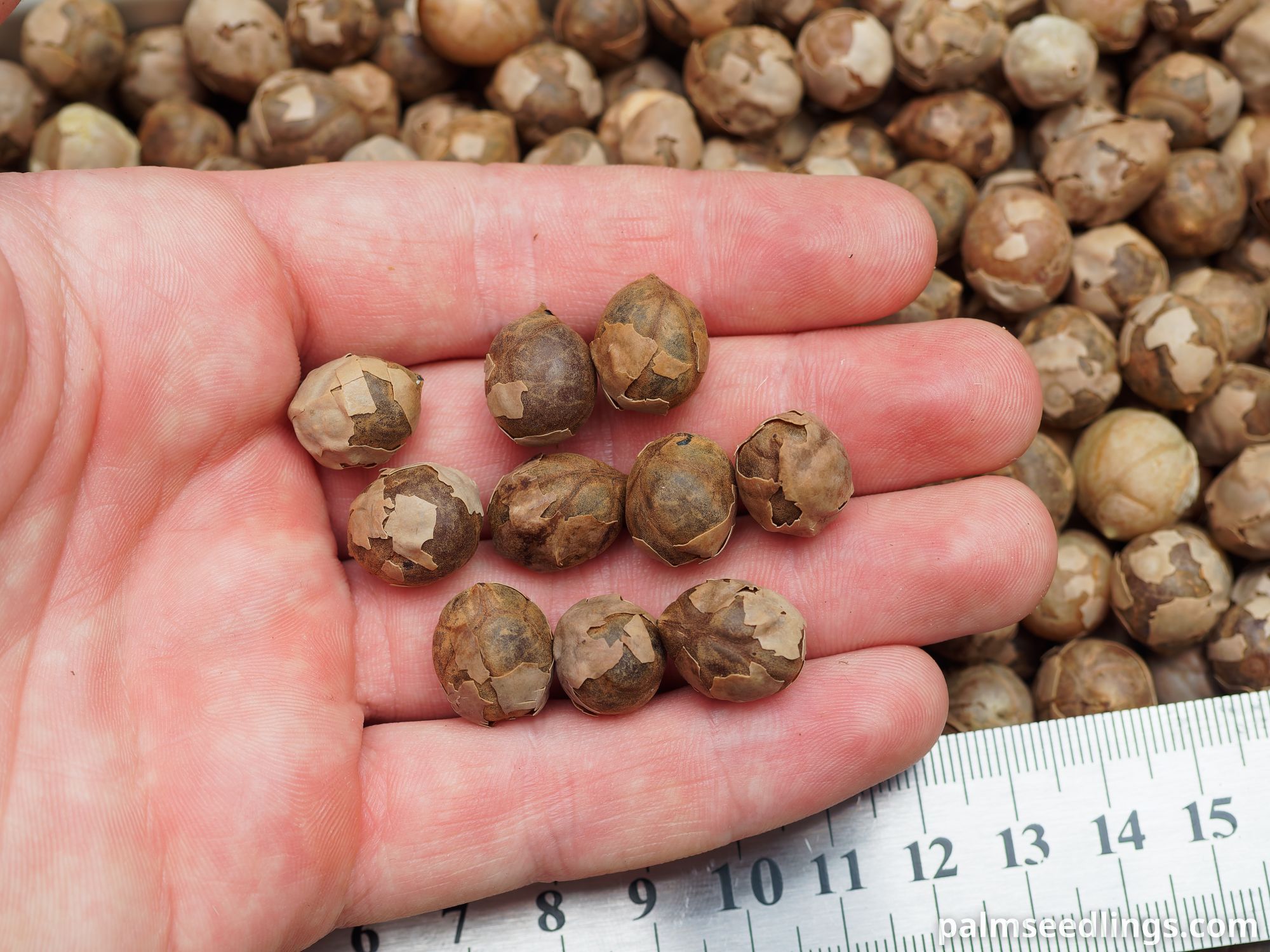 Hyophorbe indica 'Eastern' Eastern Champagne Palm Seeds