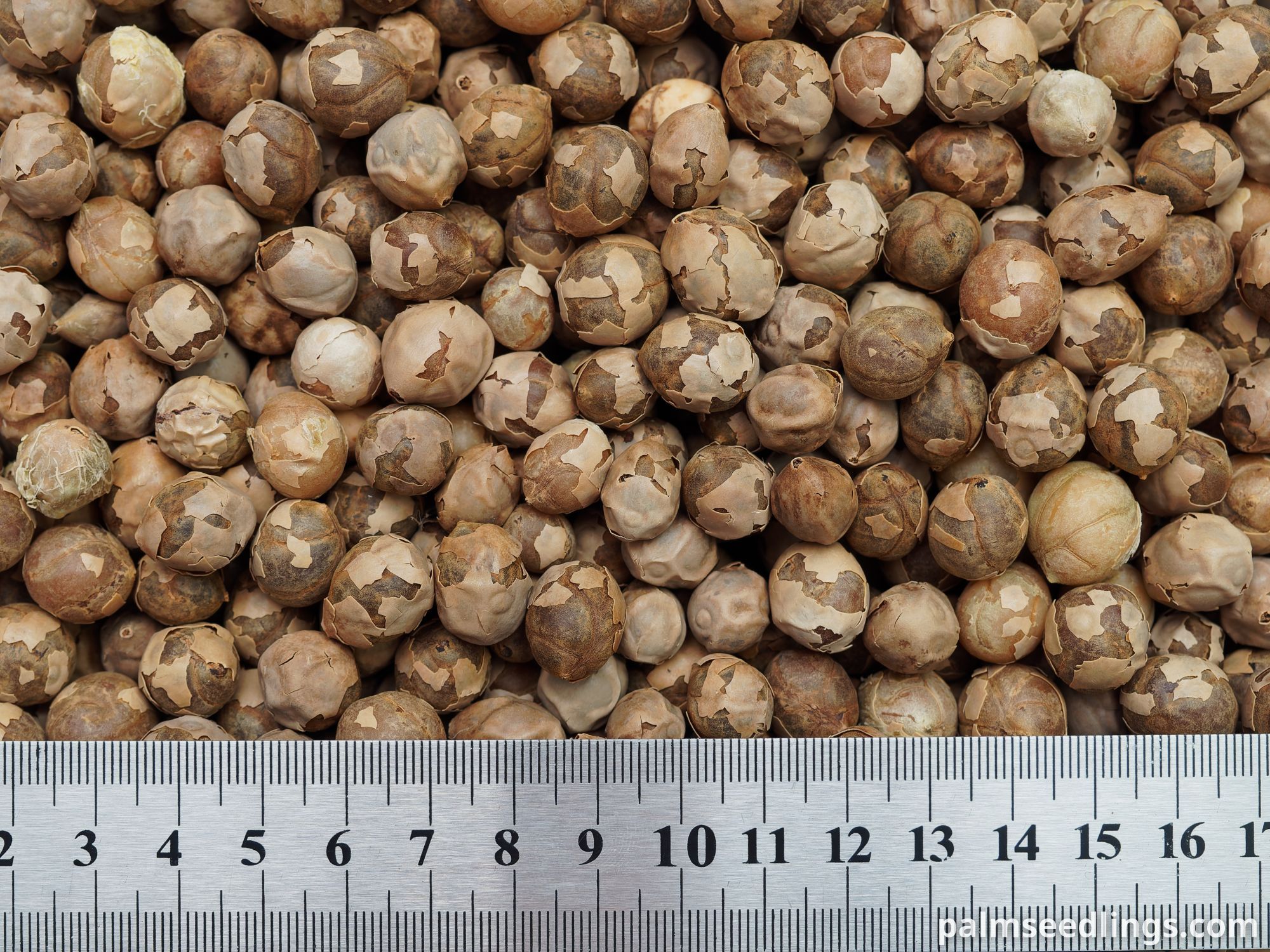 Hyophorbe indica 'Eastern' seeds