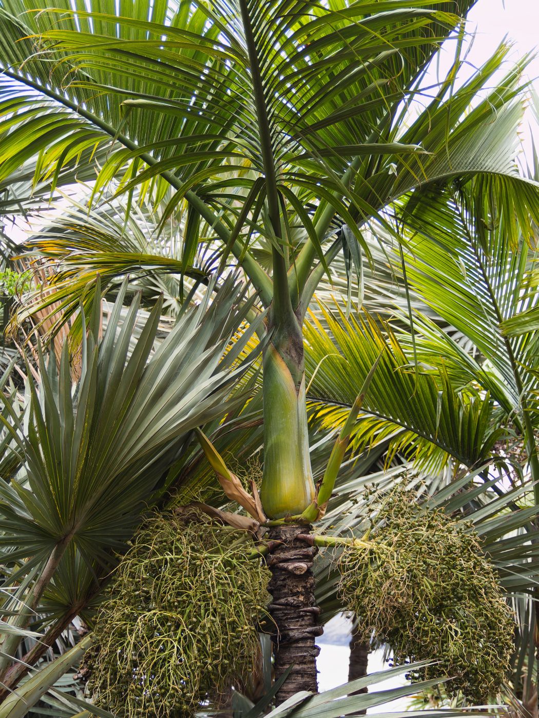 Hyophorbe indica ‘Eastern’