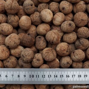 Acrocomia aculeata Macaw Palm Seeds