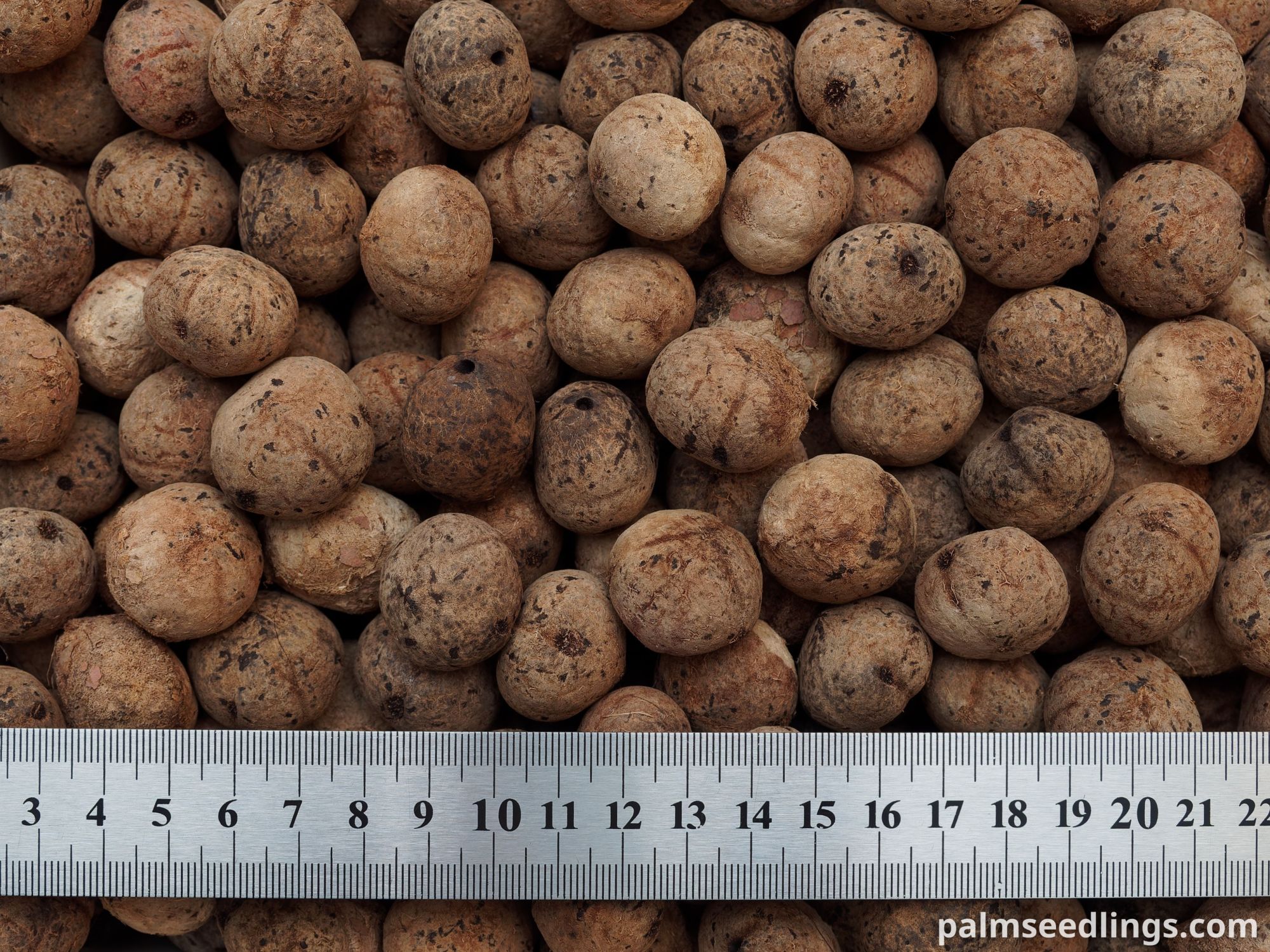 Acrocomia aculeata Macaw Palm Seeds