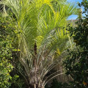 Butia catarinensis Dwarf Jelly Palm.