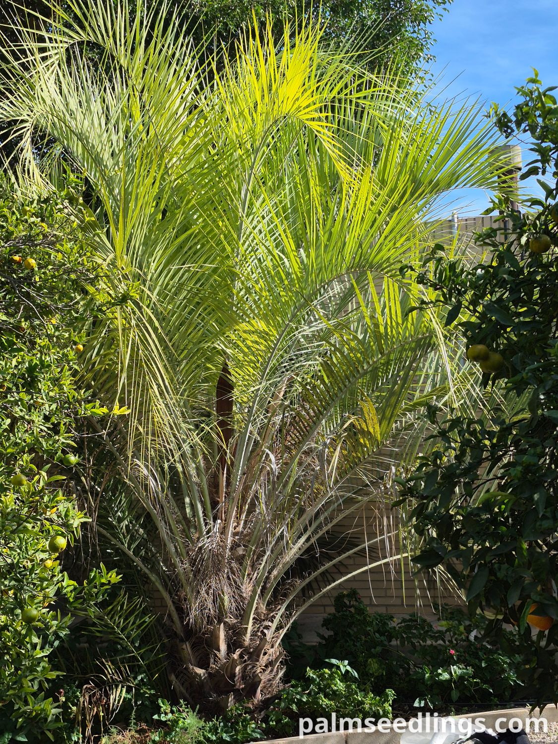 Butia catarinensis Dwarf Jelly Palm.