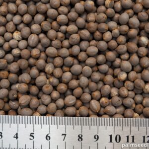 Chamaedorea plumosa Baby Queen Palm Seeds