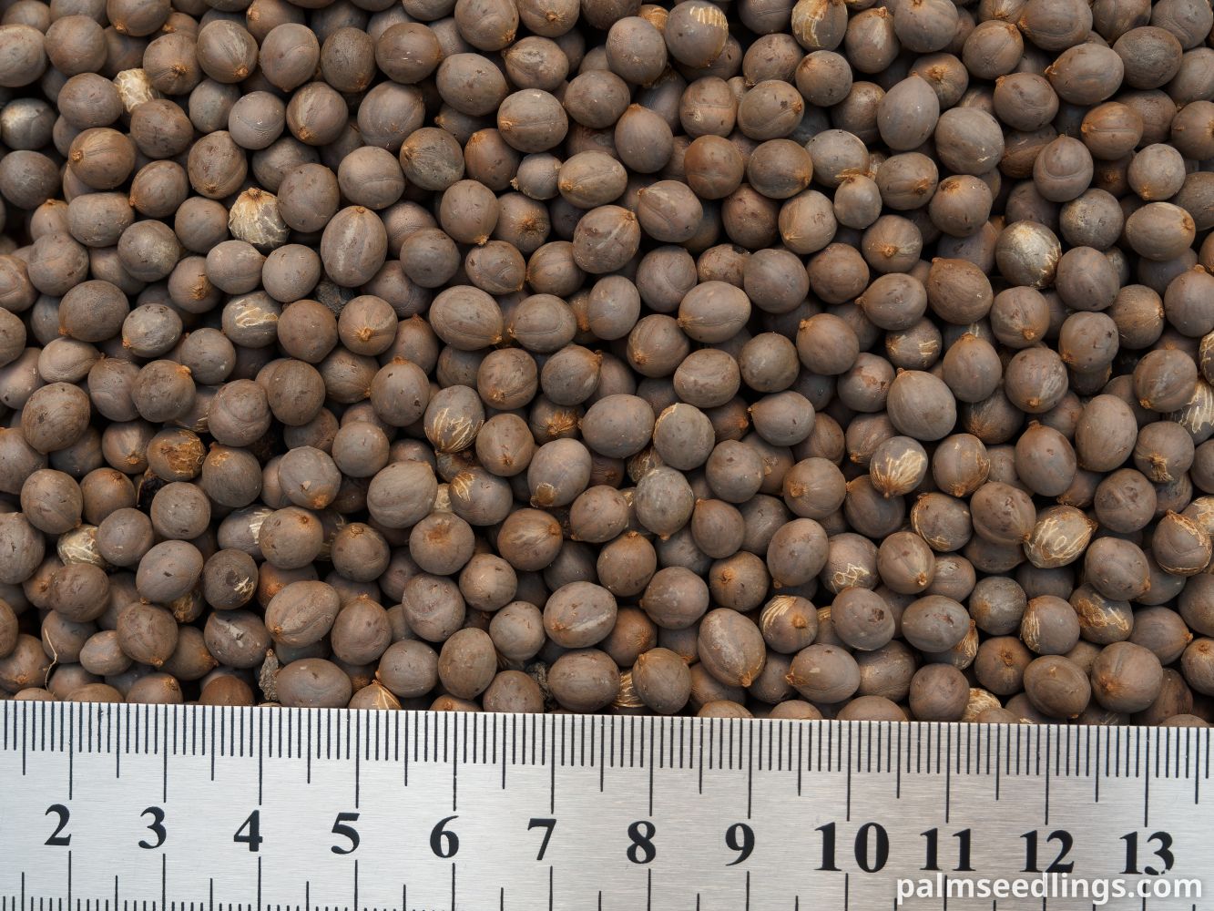 Chamaedorea plumosa Baby Queen Palm Seeds