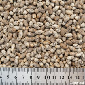 Chamaedorea tepejilote Pacaya Palm Seeds