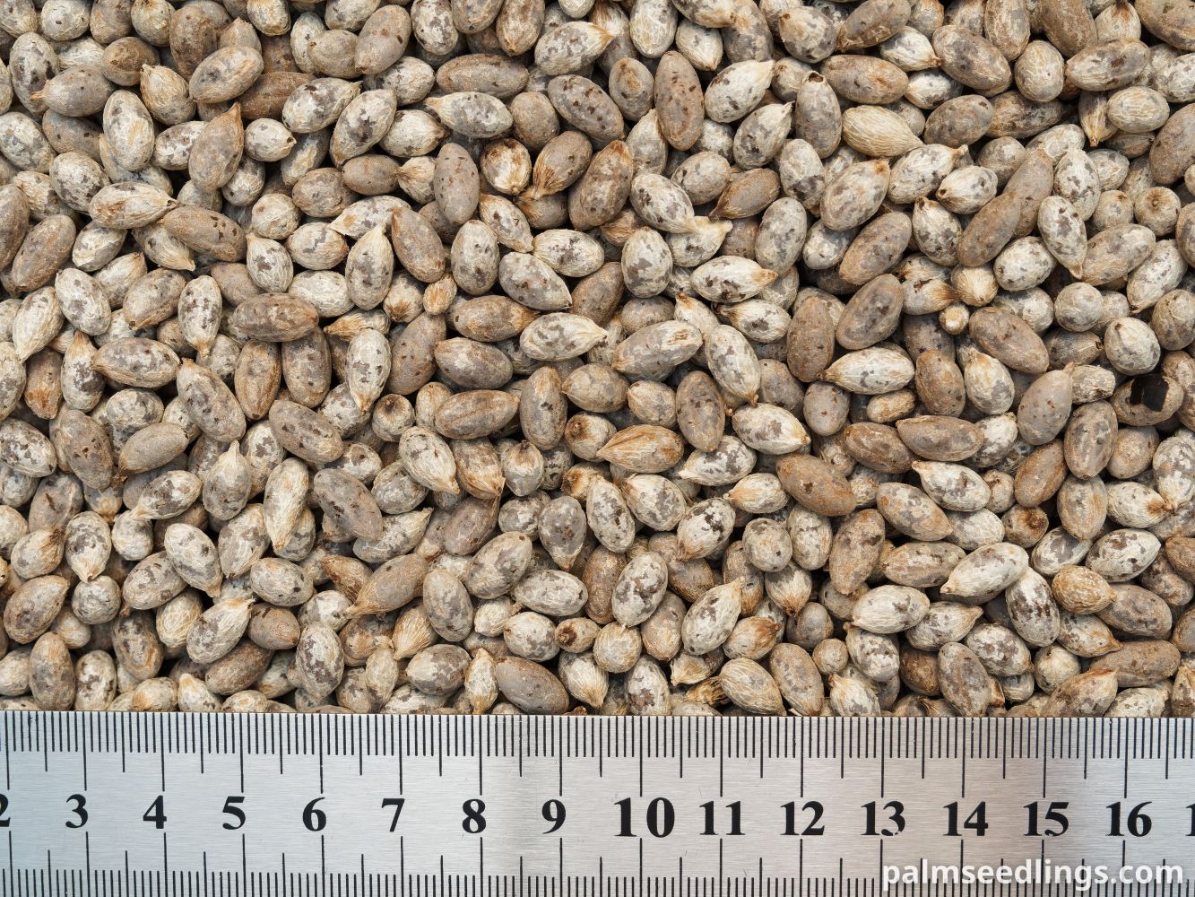 Chamaedorea tepejilote Pacaya Palm Seeds