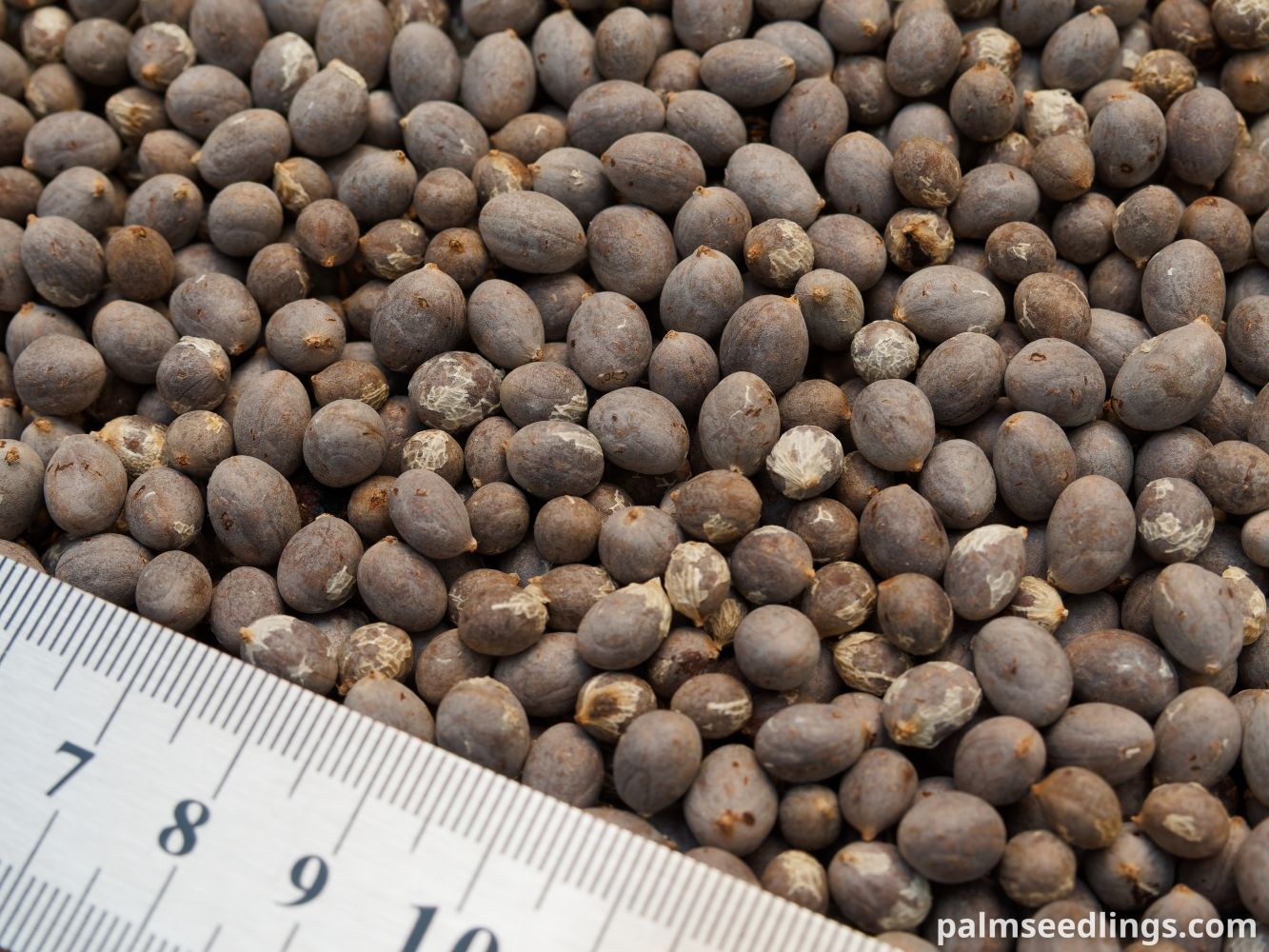 Chamaedorea woodsoniana Giant Pacaya Palm Seeds