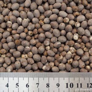 Chamaedorea woodsoniana Giant Pacaya Palm Seeds