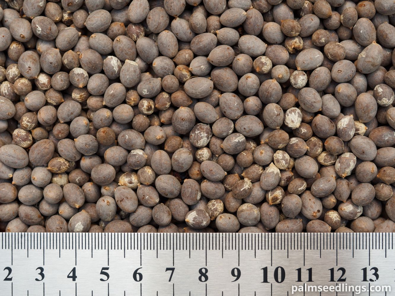 Chamaedorea woodsoniana Giant Pacaya Palm Seeds