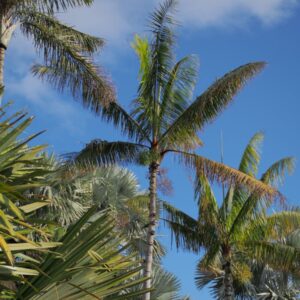 Dypsis leptocheilos Teddy Bear Palm ()