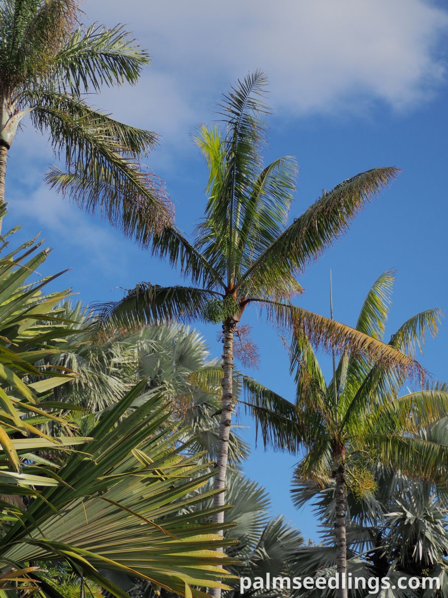 Dypsis leptocheilos Teddy Bear Palm ()