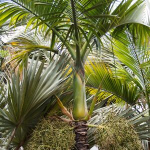 Hyophorbe indica 'Eastern' Eastern Champagne Palm ()