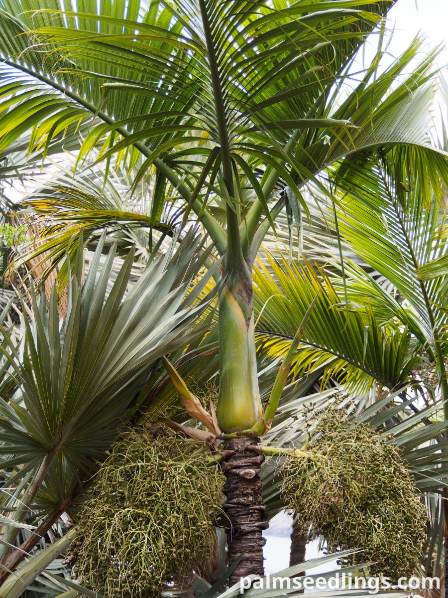Hyophorbe indica 'Eastern' Eastern Champagne Palm ()