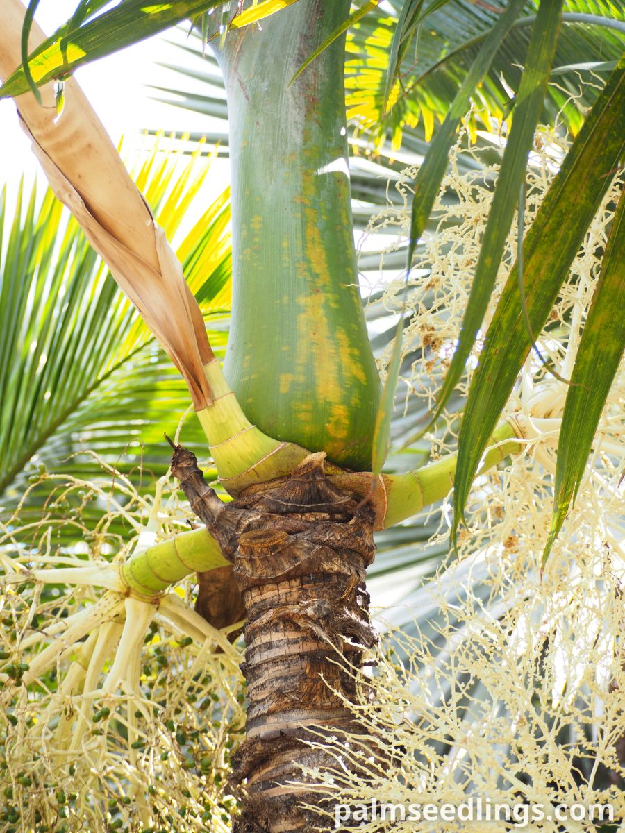 Hyophorbe indica 'Eastern' Eastern Champagne Palm ()