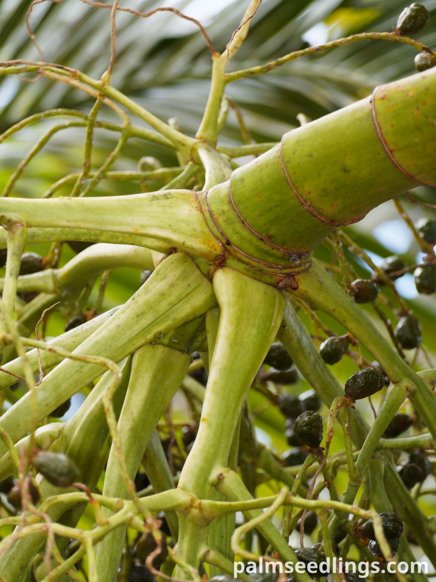 Hyophorbe indica 'Eastern' Eastern Champagne Palm ()