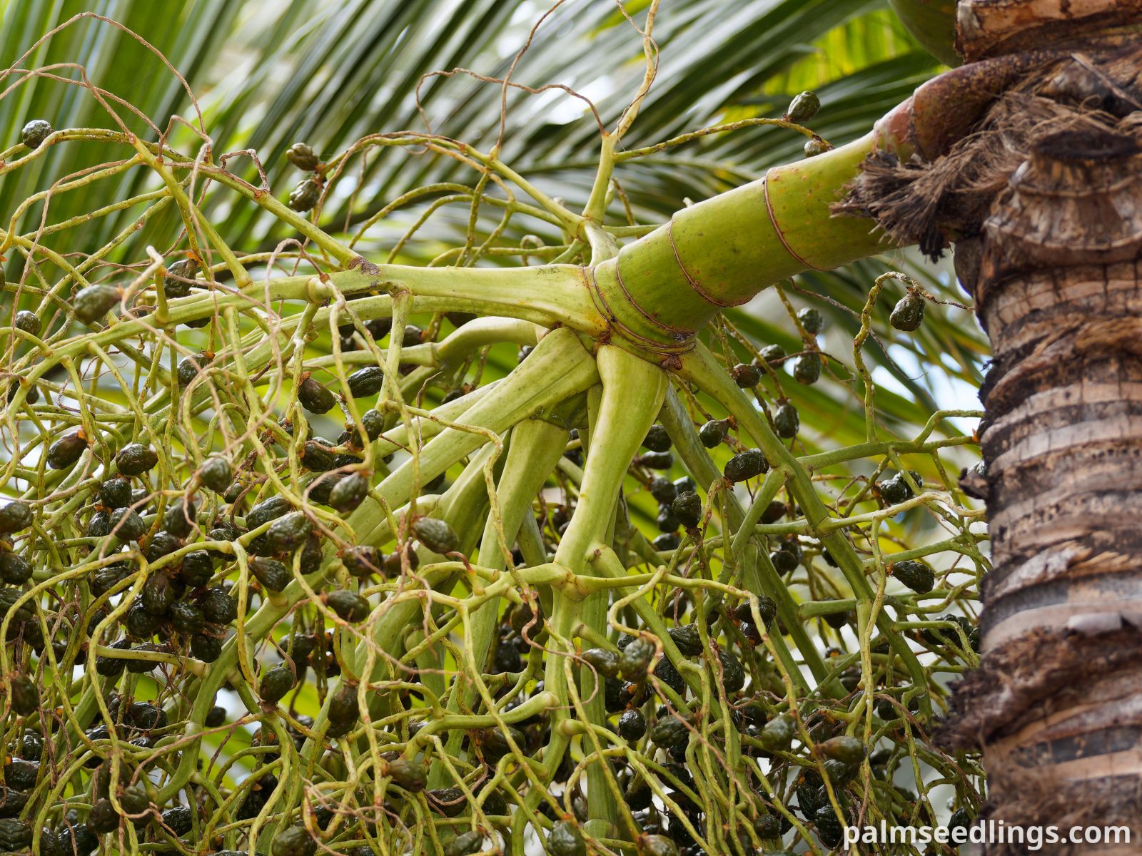 Hyophorbe indica 'Eastern' Eastern Champagne Palm ()