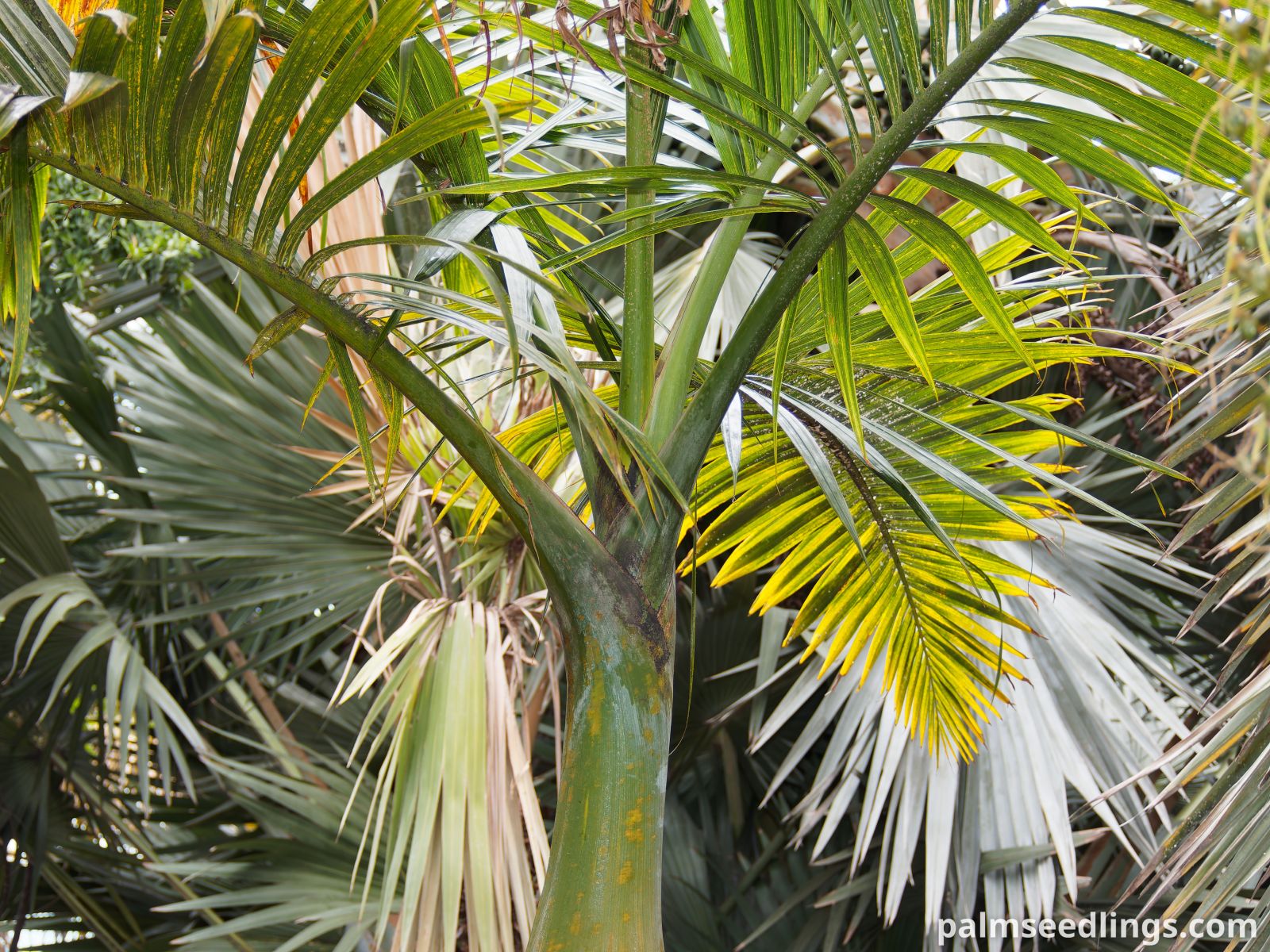 Hyophorbe indica 'Eastern' Eastern Champagne Palm ()