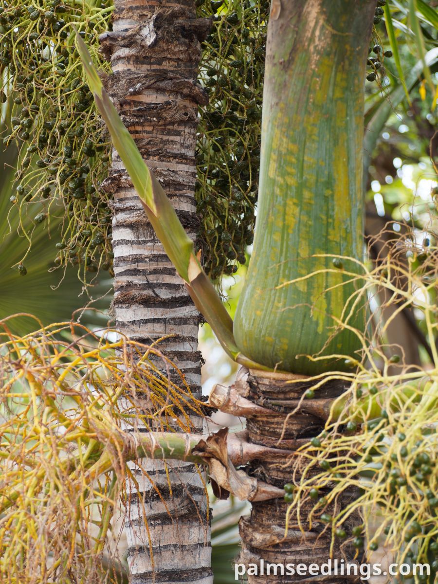 Hyophorbe indica 'Eastern' Eastern Champagne Palm ()