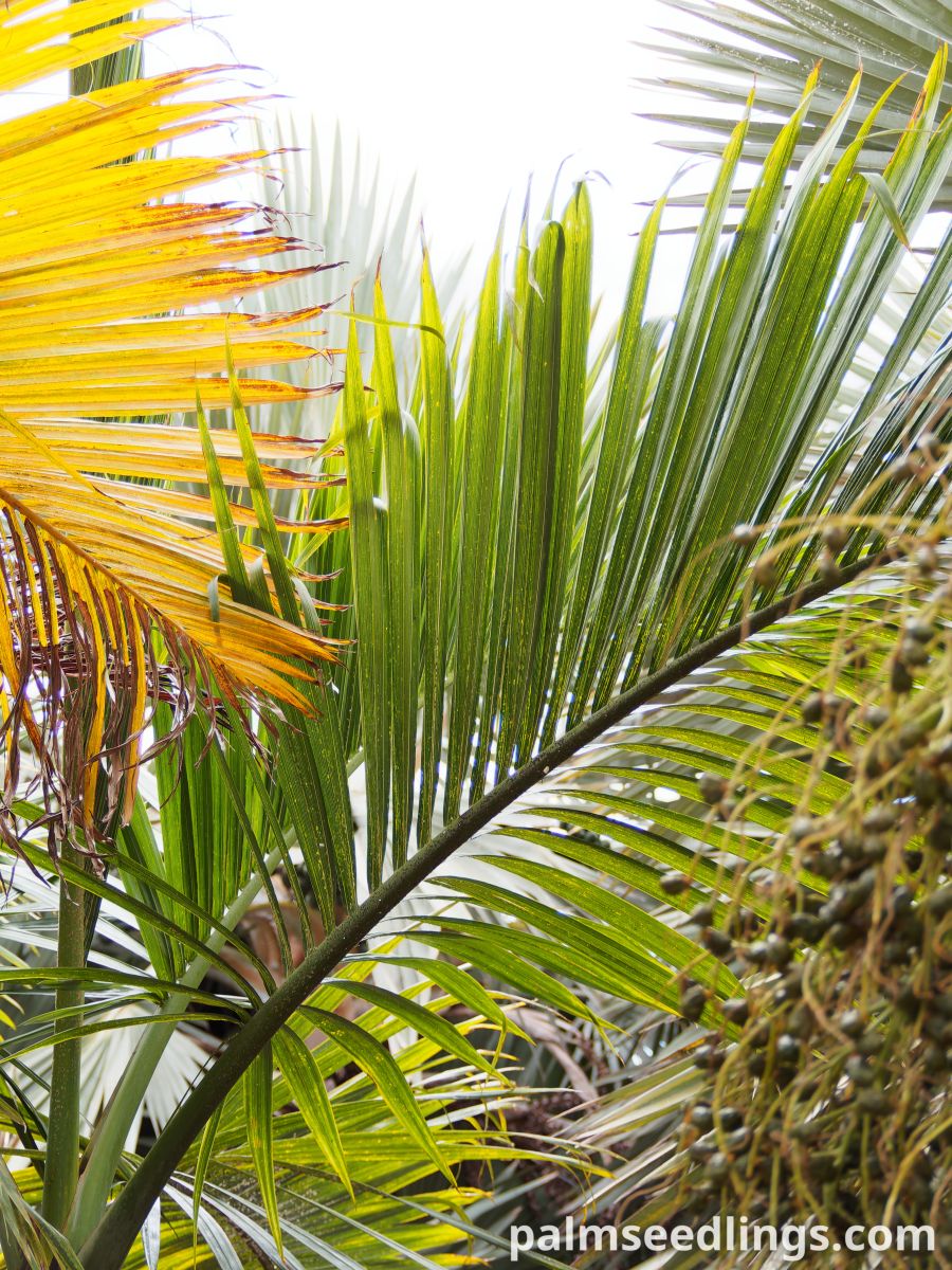 Hyophorbe indica 'Eastern' Eastern Champagne Palm ()