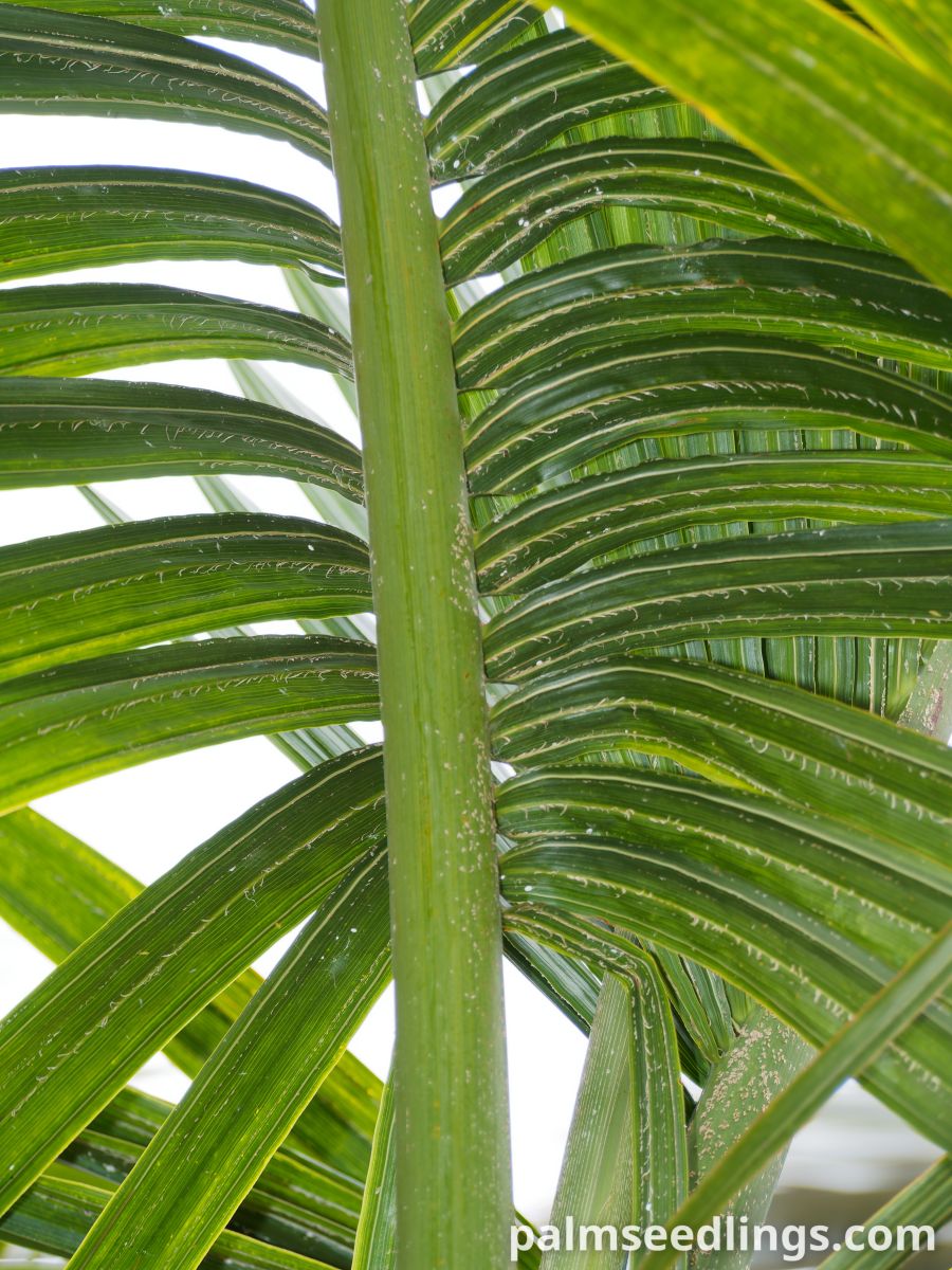 Hyophorbe indica 'Eastern' Eastern Champagne Palm ()