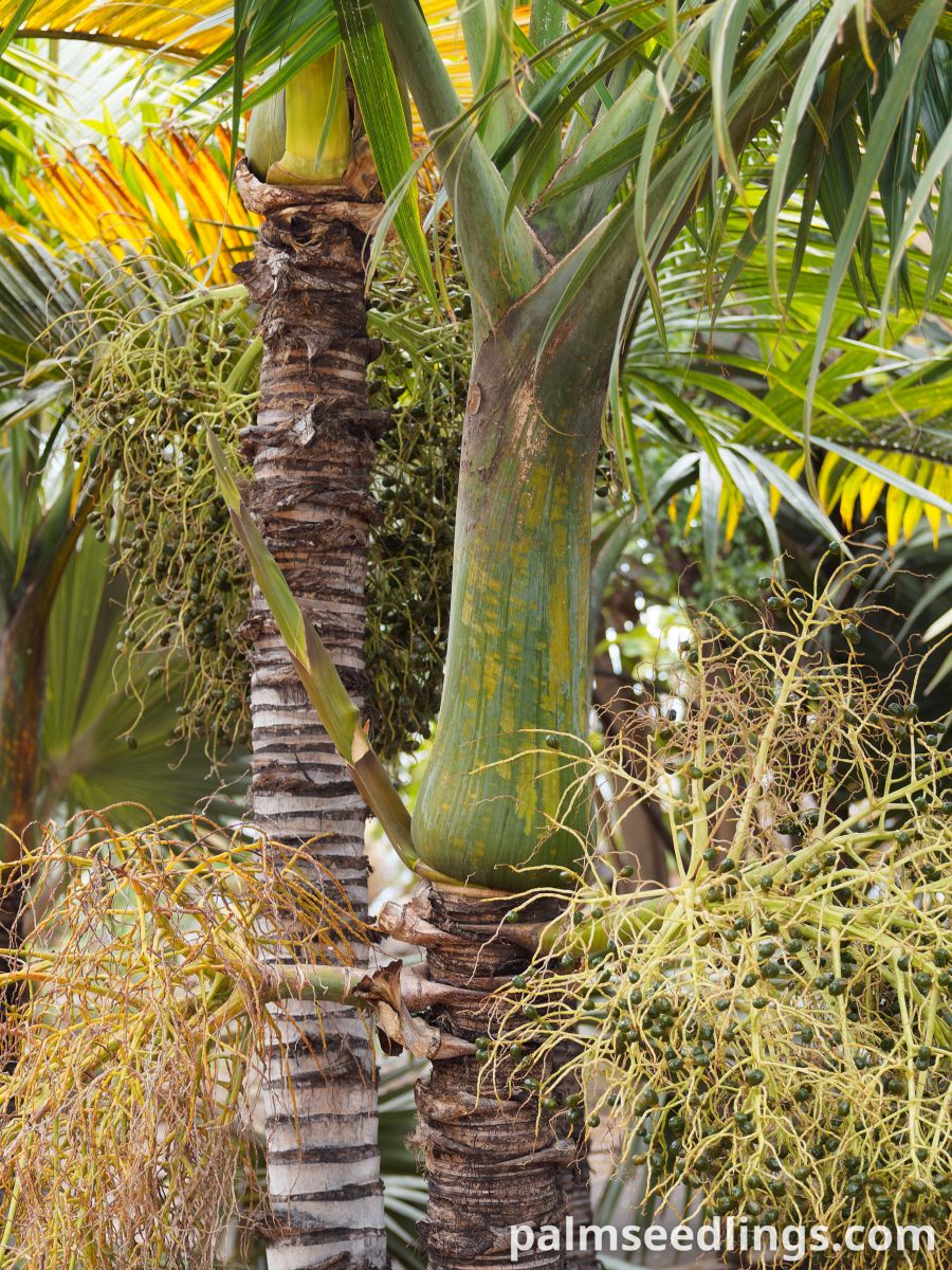 Hyophorbe indica 'Eastern' Eastern Champagne Palm ()