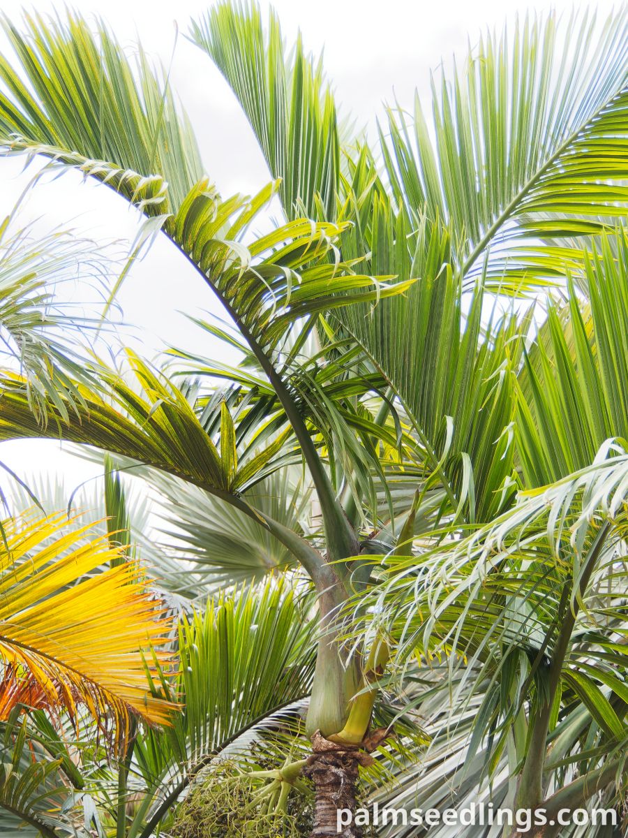 Hyophorbe indica 'Eastern' Eastern Champagne Palm ()